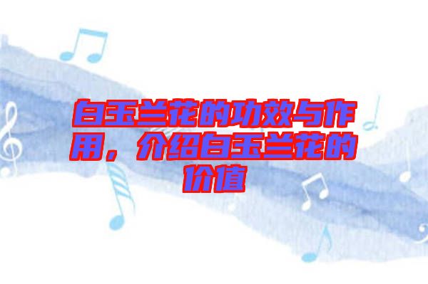 白玉蘭花的功效與作用，介紹白玉蘭花的價值