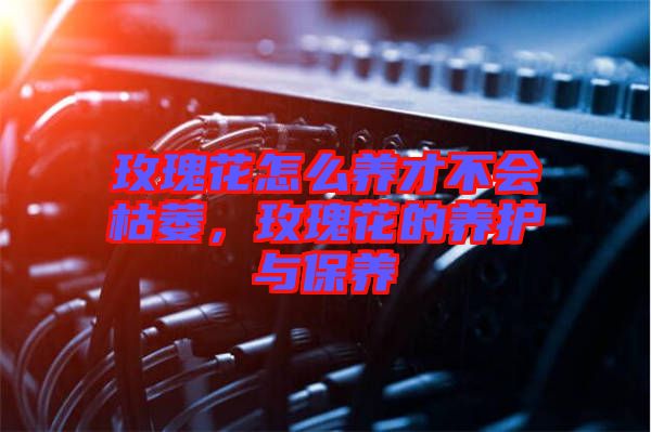 玫瑰花怎么養(yǎng)才不會(huì)枯萎，玫瑰花的養(yǎng)護(hù)與保養(yǎng)