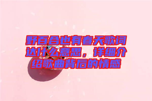 野百合也有春天歌詞達(dá)什么意思，詳細(xì)介紹歌曲背后的情感