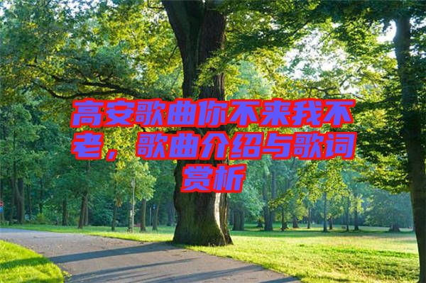 高安歌曲你不來我不老，歌曲介紹與歌詞賞析