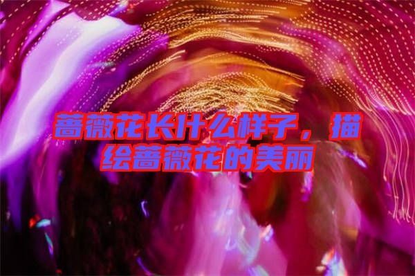 薔薇花長什么樣子，描繪薔薇花的美麗
