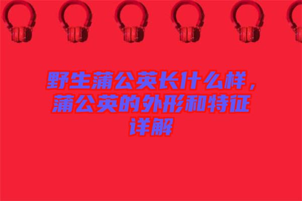 野生蒲公英長什么樣，蒲公英的外形和特征詳解